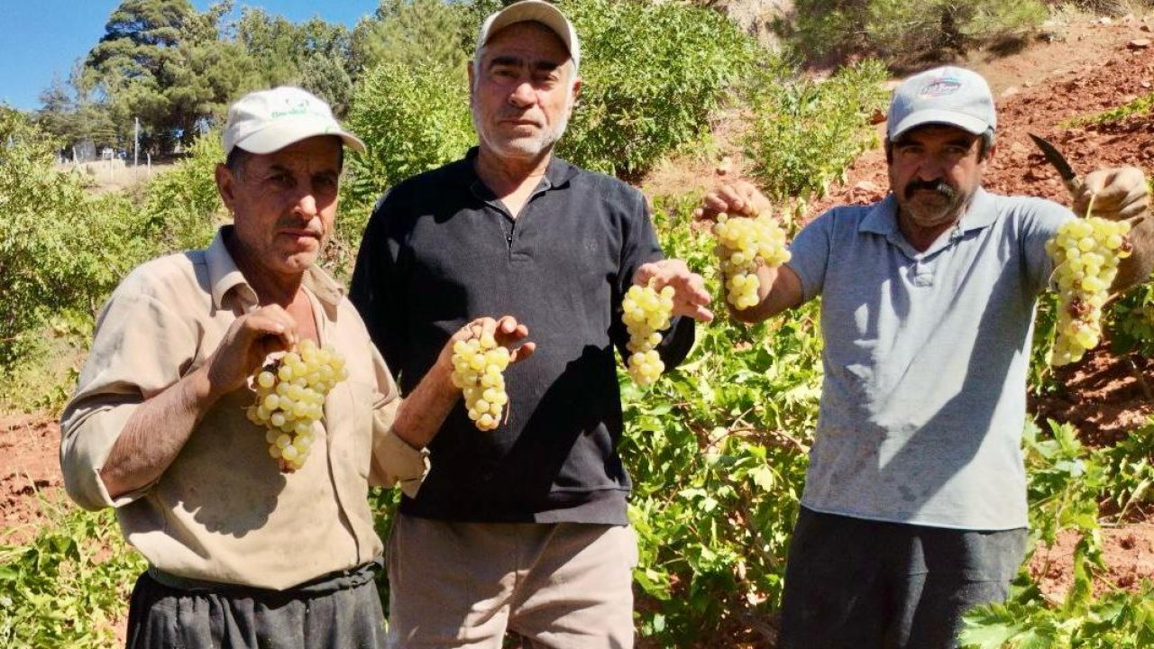 Kahramanmaraş’ta coğrafi işaretli kabarcık üzümünde hasat zamanı