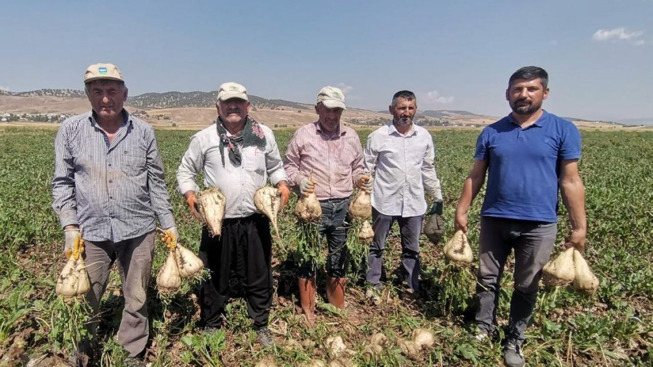 Kahramanmaraş’ta Şeker Pancarı Hasadı Başladı: 480 Bin Ton Rekolte Bekleniyor
