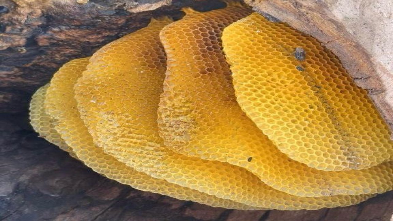 Kahramanmaraş’ta arıların izini sürerek para kazanıyor