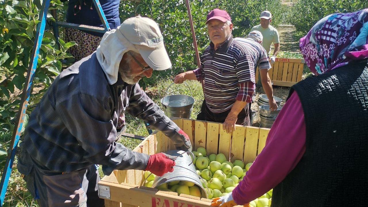 Kahramanmaraş'ta 60 Bin Ton Elma Rekoltesi Bekleniyor