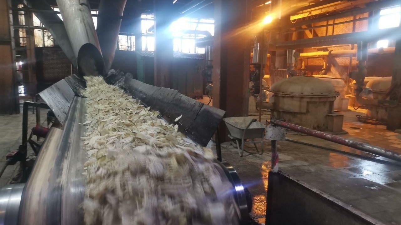 Kahramanmaraş’ta Pancar Hasadı Başladı: Rekor Üretim Bekleniyor