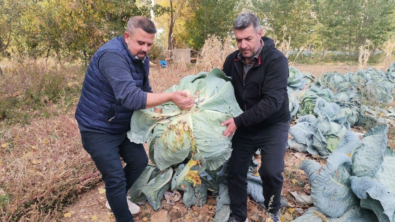 Kahramanmaraş’ta Dev Lahanalar Pazara İndi