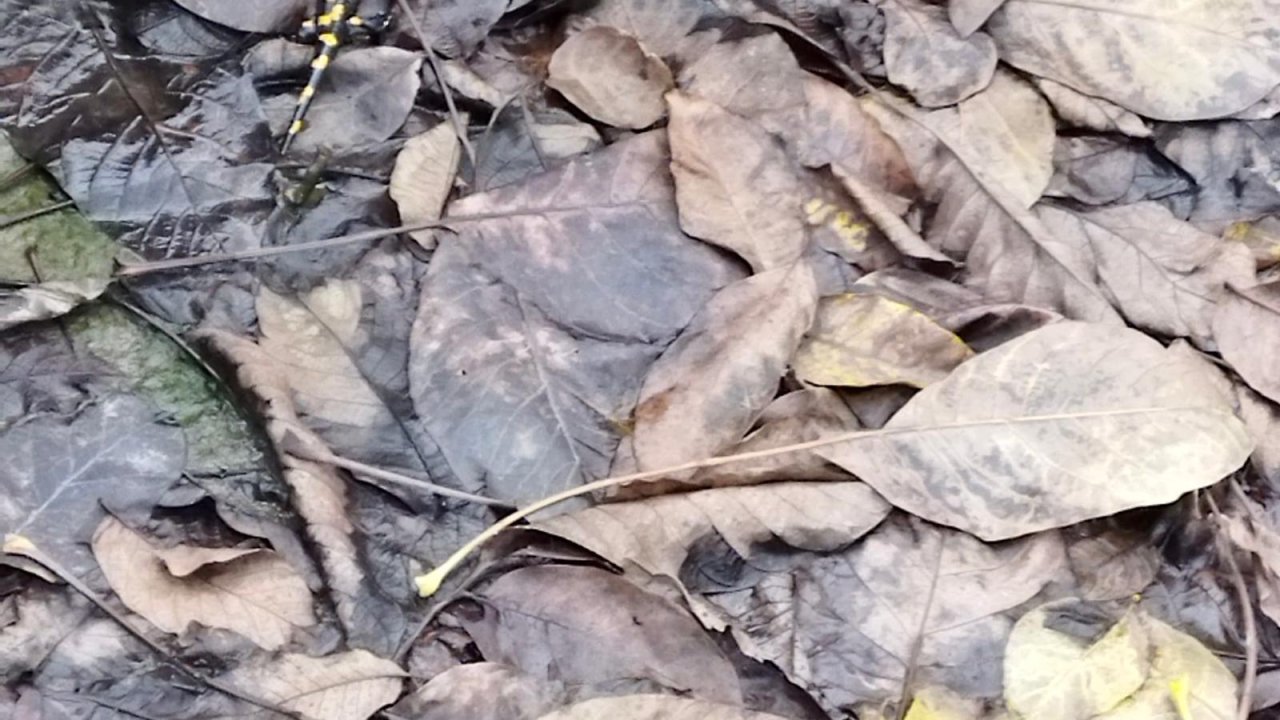Kahramanmaraş’ta Nesli Tehlike Altındaki Anadolu Semenderleri Havuzda Görüntülendi