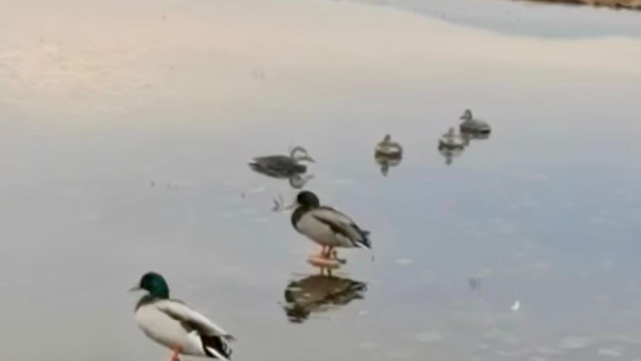 Kahramanmaraş’ta Kaçak Avcılara Geçit Yok: 5 Kişiye Cezai İşlem