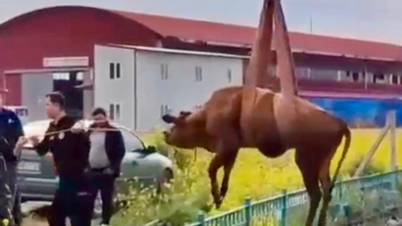 Kahramanmaraş’ta su kanalına düşen inek itfaiye ekiplerince kurtarıldı