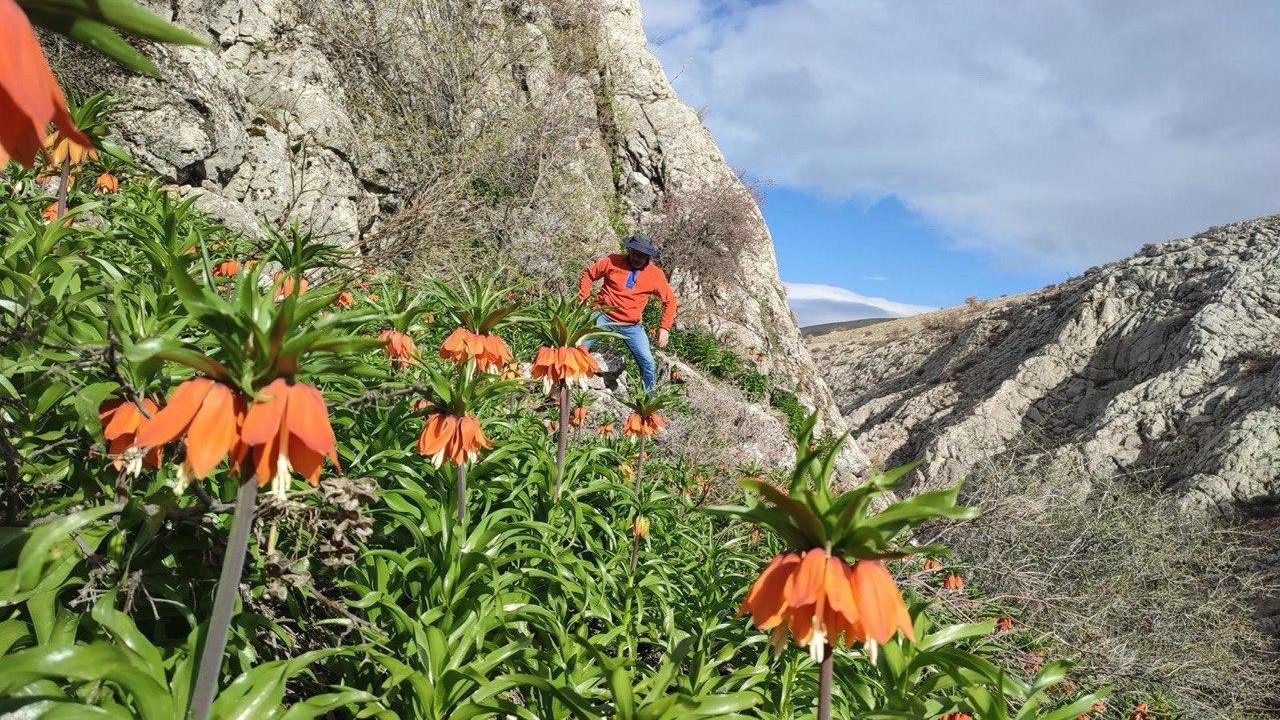 Kahramanmaraş’ta ters laleler doğaseverleri büyülüyor