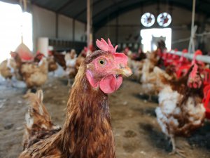 Annenizden yumurta isteseniz size tavuk çiftliği kurar mı?