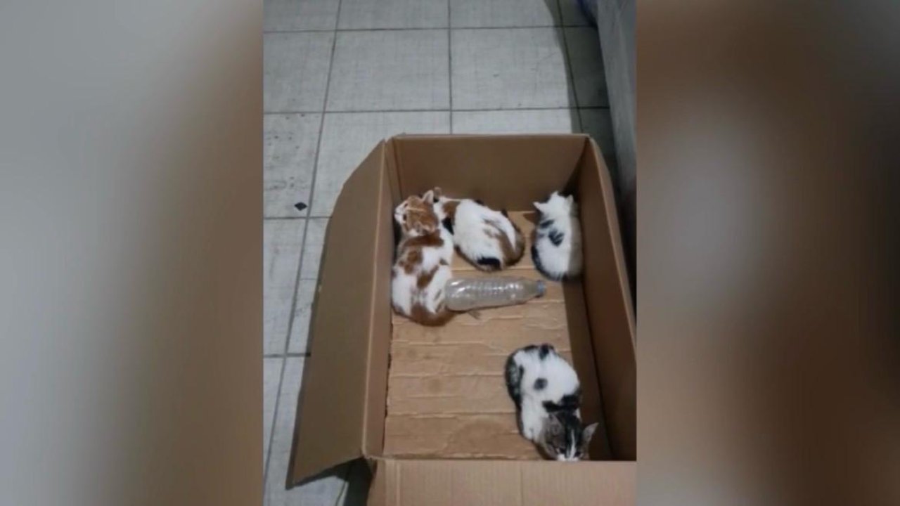 Havalandırma boşluğunda mahsur kalan 4 yavru kedi kurtarıldı