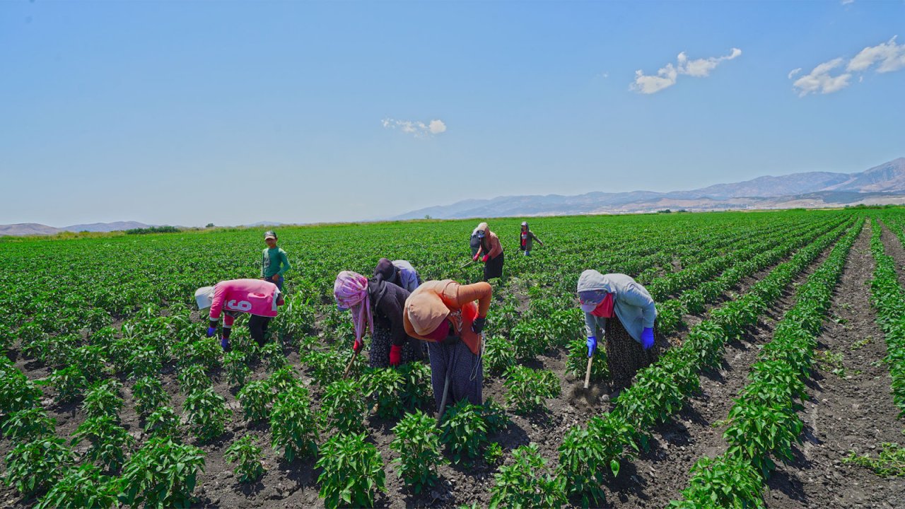 Kahramanmaraş’ta üreticiye 650 bin hibe biber fidesi