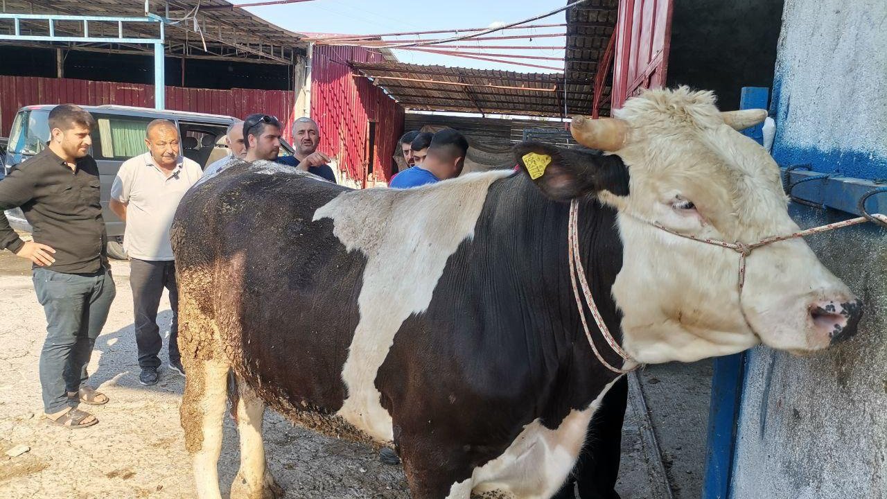 Kahramanmaraş’ta Kurban Pazarlarında Hareketlilik Başladı