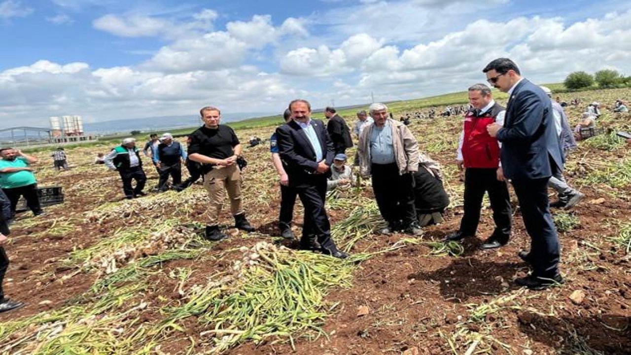 Kahramanmaraş'ta  Beyaz Altın Sarımsak Hasadı Yapıldı