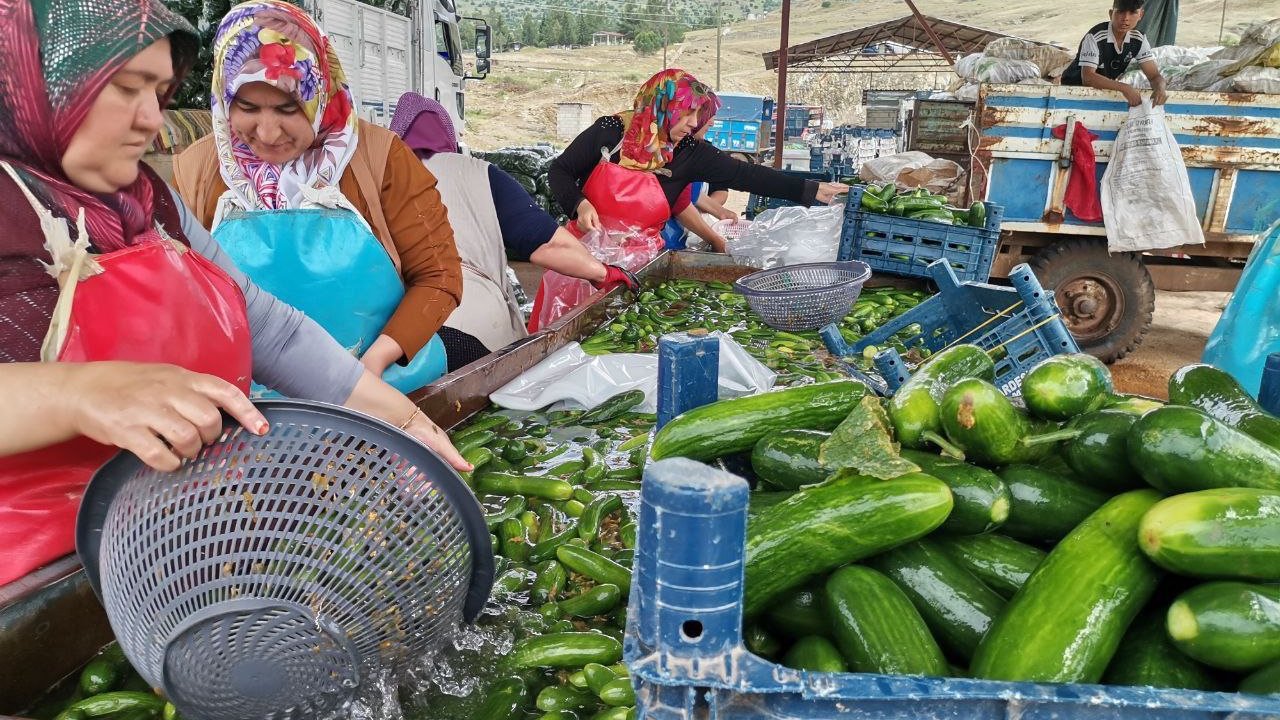 Kahramanmaraş’ta Salatalık Hasadı Başladı