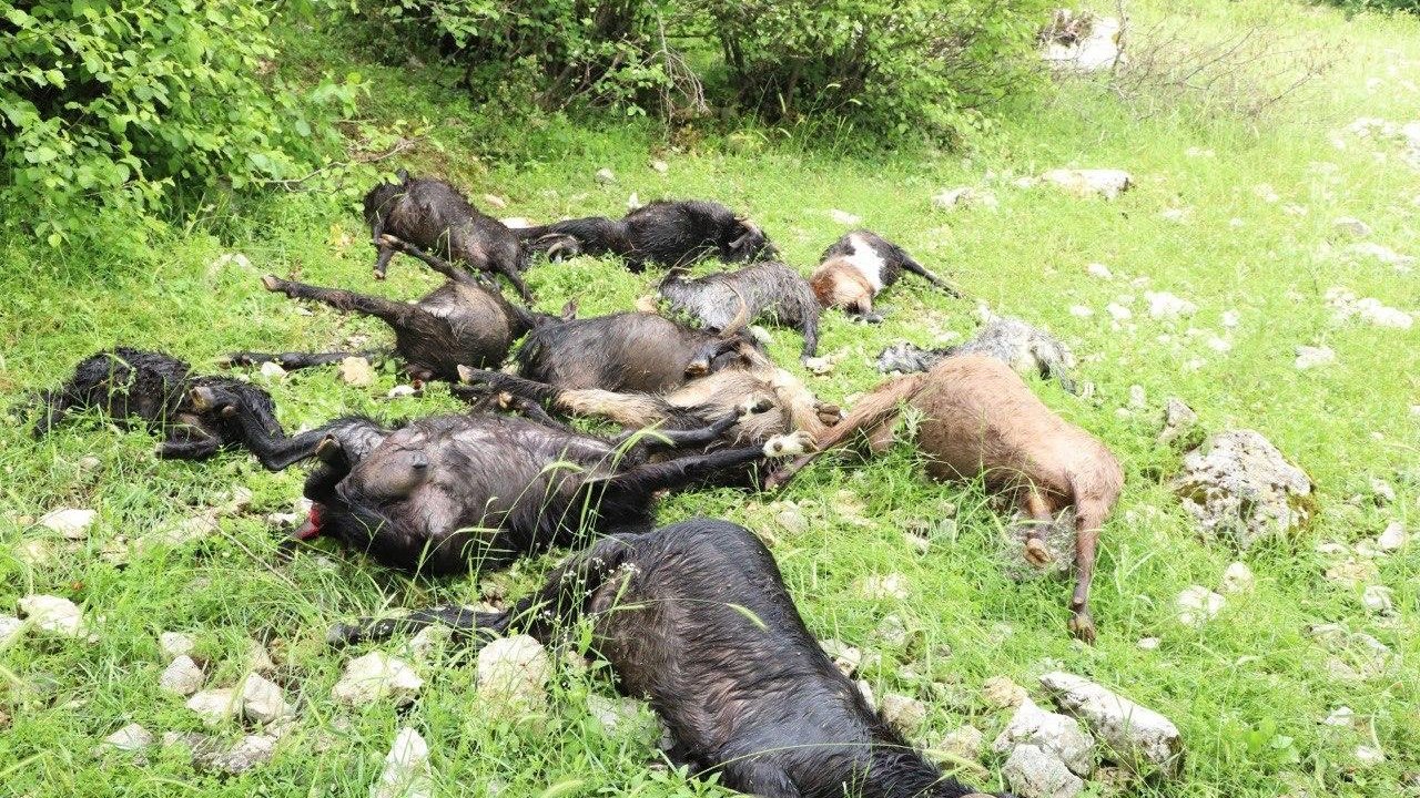 Kahramanmaraş’ta sürüye kurt saldırısı: 6 koyun telef oldu, 10 keçi kayboldu