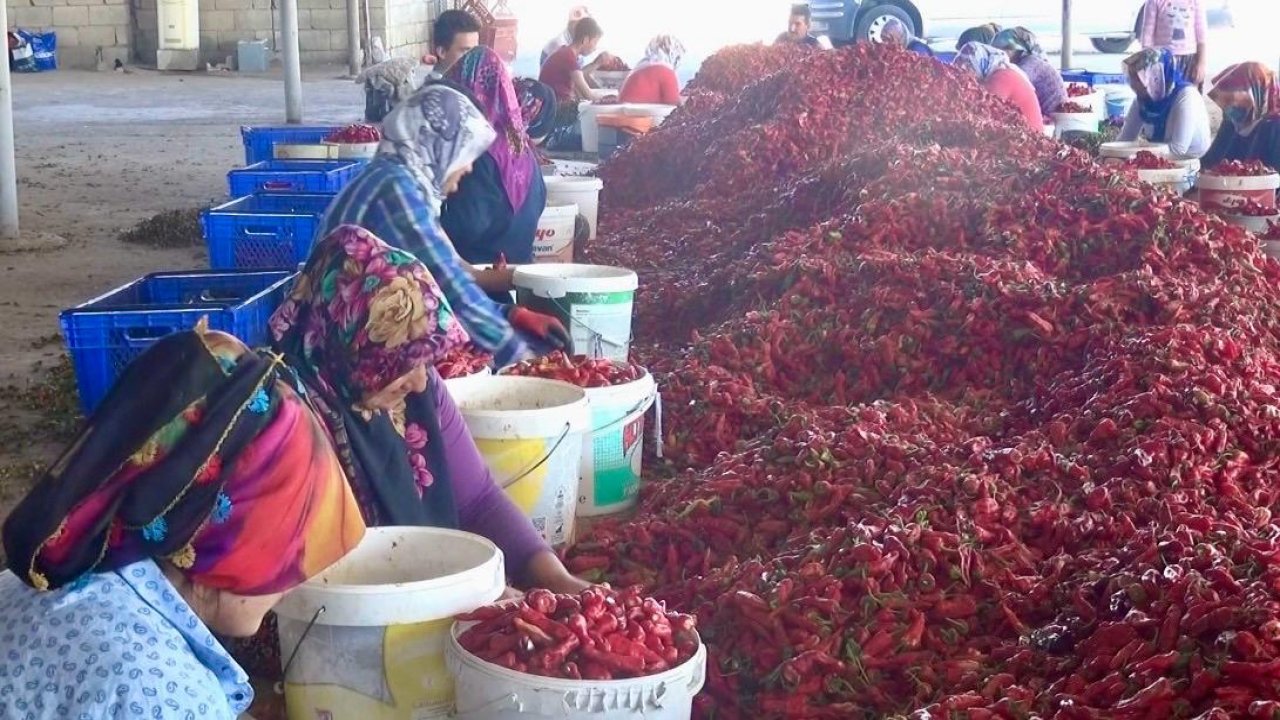 50 bin ton yaş biberden 12 bin 500 ton pul biber üretilecek