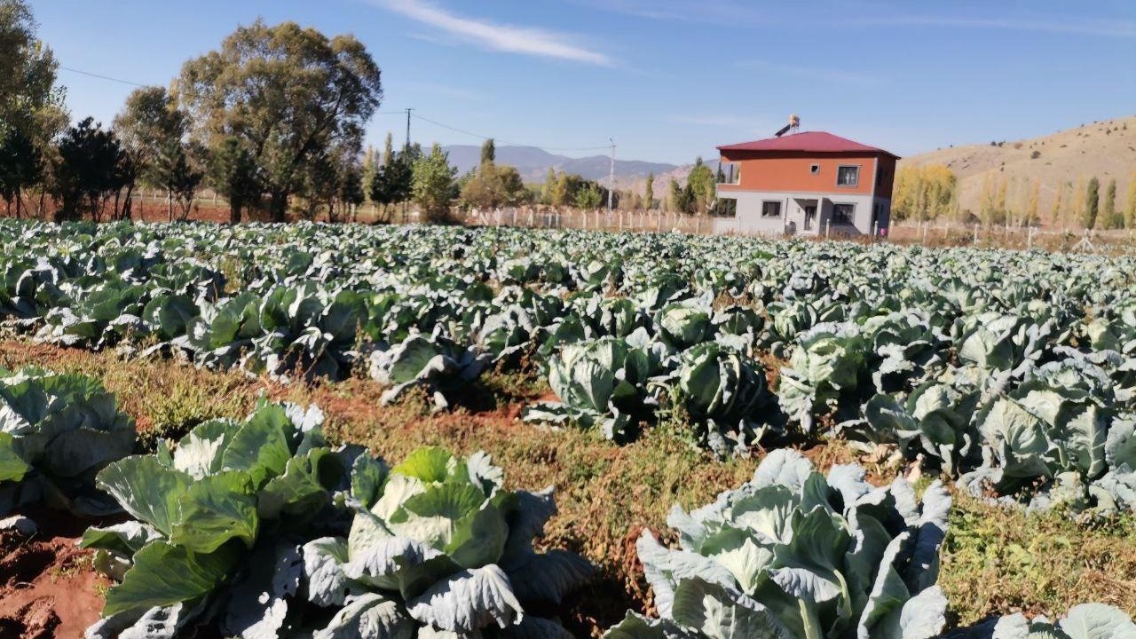 Kahramanmaraş’ta dev lahanalar yola çıktı