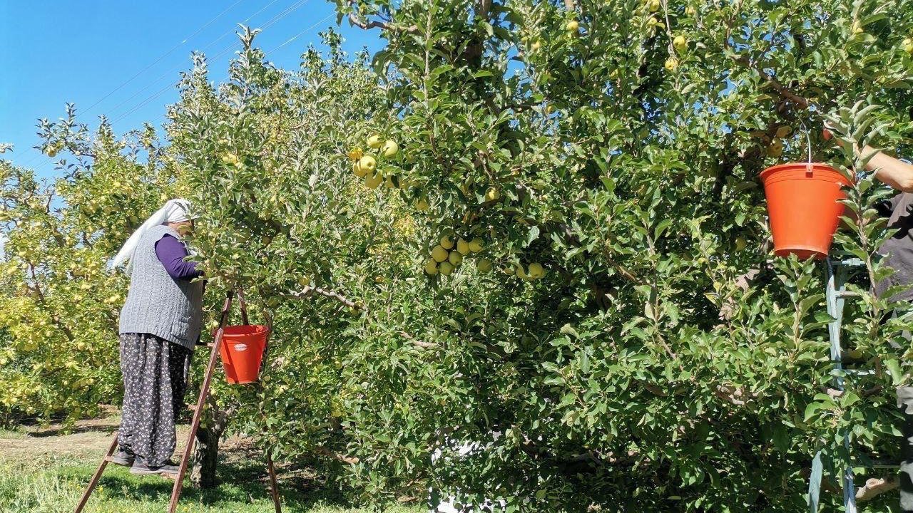 Kahramanmaraş'ta 60 Bin Ton Elma Rekoltesi Bekleniyor