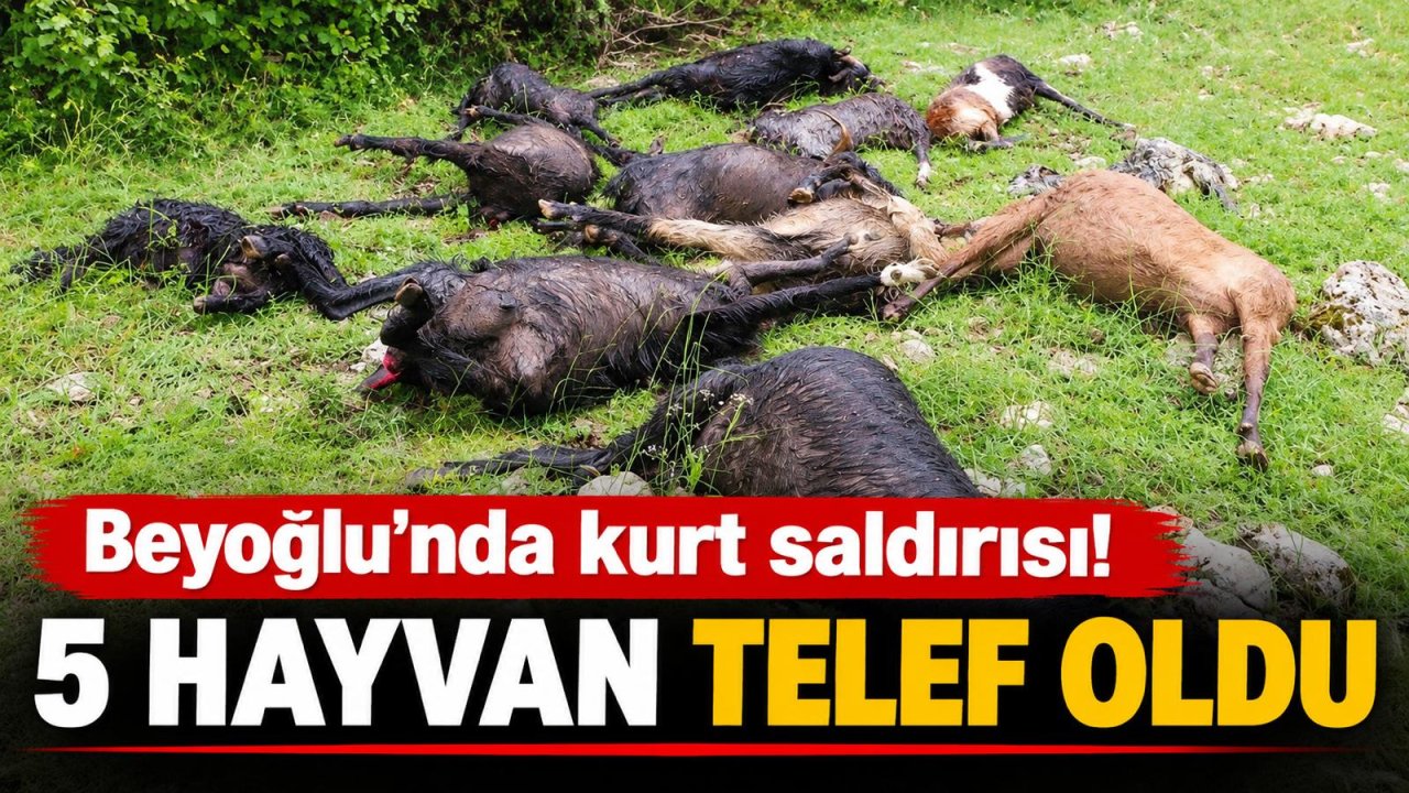 Kahramanmaraş’ta kurt saldırısı 5 hayvan telef oldu