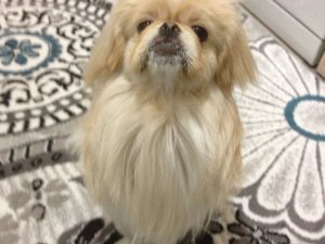 Çekirdek çitleyen köpek