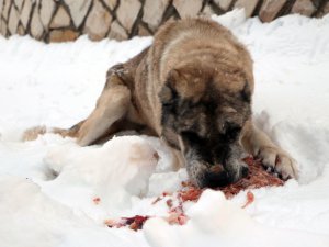 Vahşi doğaya yem bıraktılar