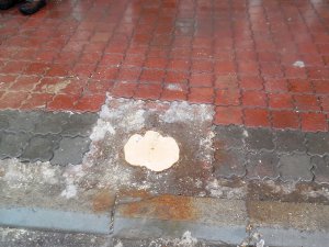 Ağacı kesene 1000 tl ceza