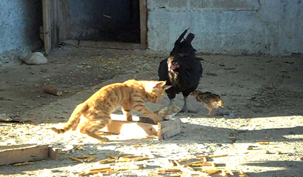 CİVCİV İLE KEDİNİN DOSTLUĞU