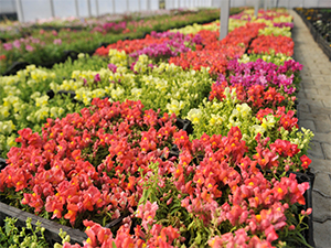 Bu Yıl Ki Hedefimiz 4 Milyon Çiçek