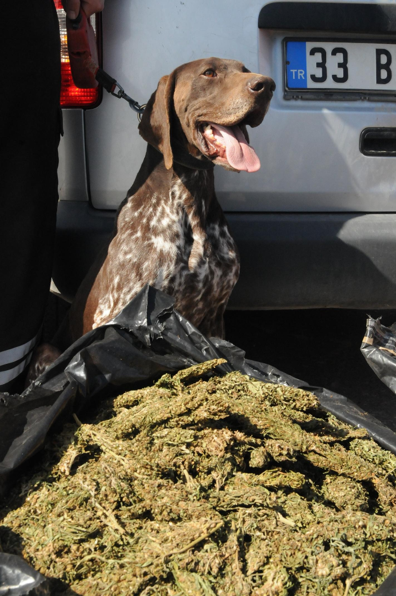 KAHRAMANMARAŞ TA UYUŞTURUCU OPERASYONU