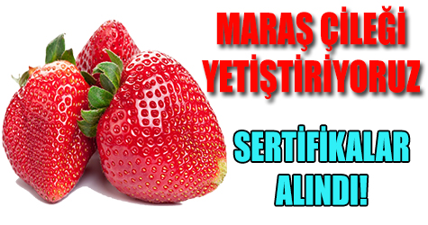 Maraş çileği yetiştiriyoruz!
