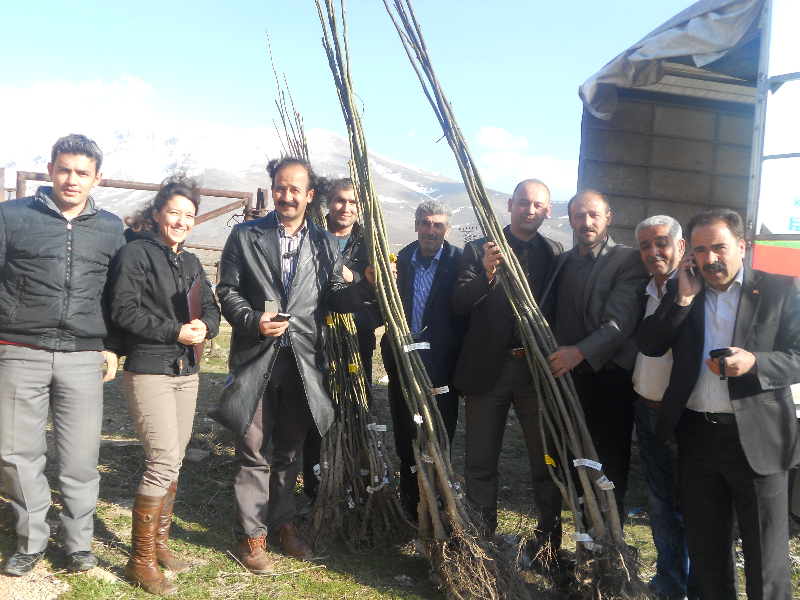 EKİNÖZÜ ÇİFTÇİSİNE CEVİZ FİDANI DAĞITILDI