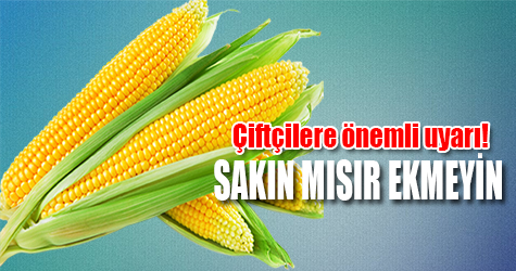 Çiftçilere önemli uyarı! sakın mısır ekmeyin!
