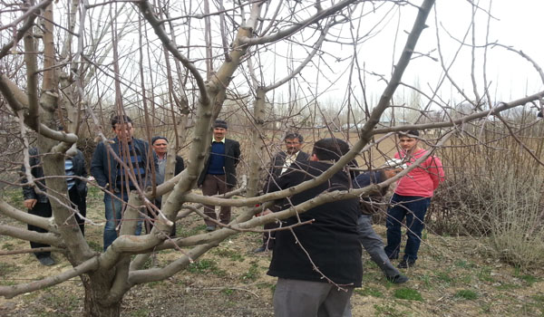 ÇİFTÇİLERE BUDAMA EĞİTİMİ