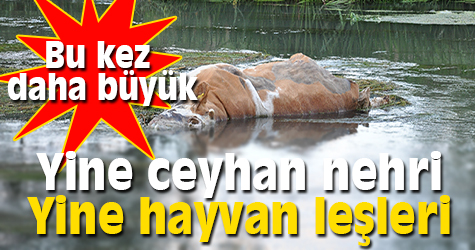 Yine Ceyhan Nehri yine hayvan leşleri
