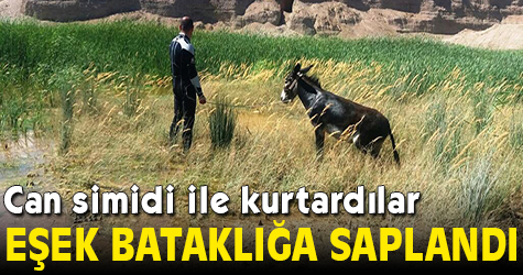 Bataklığa saplanan eşeği can simidi ile kurtardılar