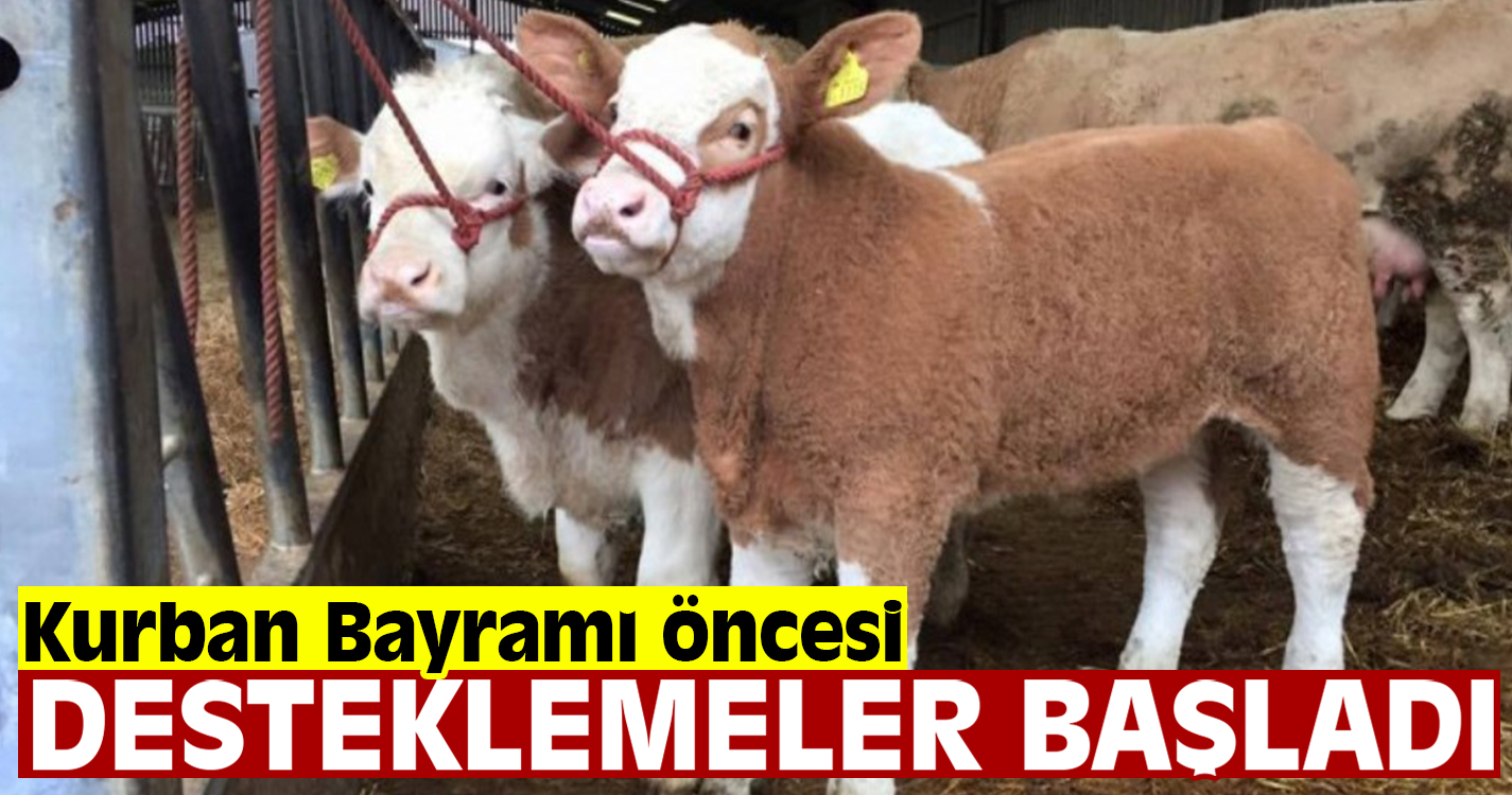 Buzağı yetiştiricileri destekleniyor