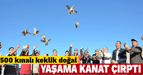 500 kınalı keklik doğal yaşama kanat çırptı