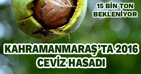 Kahramanmaraş'ta ceviz hasadı başladı