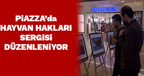 Piazzada hayvan hakları sergisi düzenleniyor