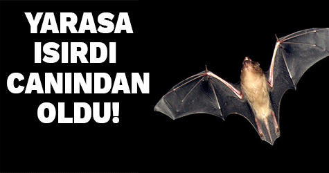 Yarasanın ısırdığı genç kuduzdan öldü