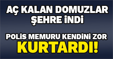 Aç kalan domuzlar şehre indi