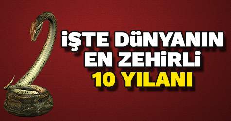 İşte dünyadaki en zehirli 10 yılan türü