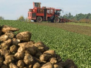 Şeker Pancarı Üreticisi Yüksek Maliyetten Yakındı