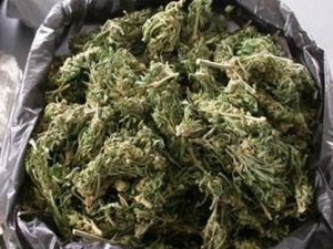 Operasyonda 350 Kilogram Esrar Ele Geçirildi