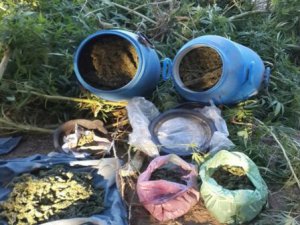 Çalıştığı bağ evinde esrar üretirken yakalandı