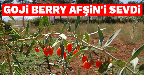 GOJİ BERRY AFŞİN'İ SEVDİ