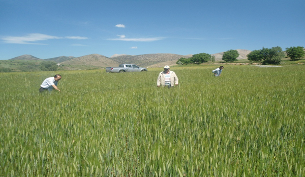 AFŞİN'DE SÜNE MÜCADELESİ BAŞLADI