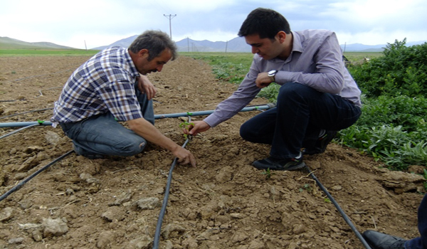 AFŞİN DE SALÇALIK BİBER DENEMELERİ