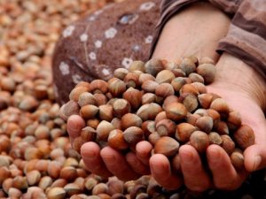 'Türk fındığını itibarsızlaştırmak istiyor'