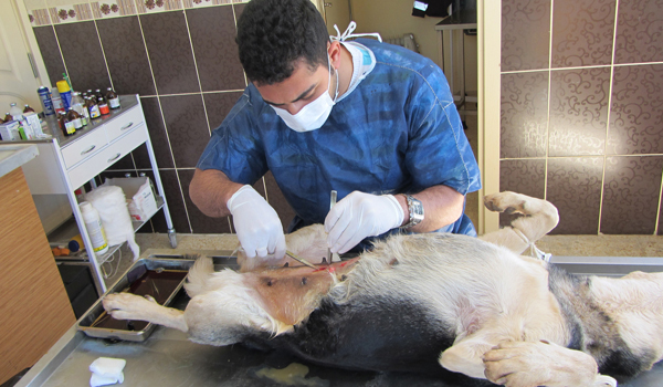 SOKAK HAYVANLARININ YARALARI SARILIYOR