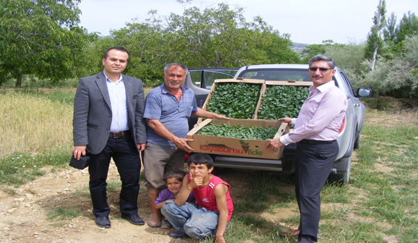 ÇAĞLAYAN CERİTTE SALÇALIK BİBER DENEMELERİ KURULDU