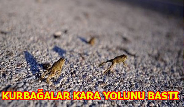 KURBAĞALAR KARAYOLUNU BASTI